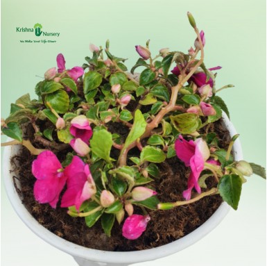 Impatiens Plant - Pink Flower
