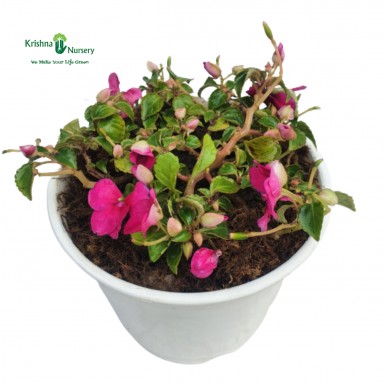 Impatiens Plant - Pink Flower
