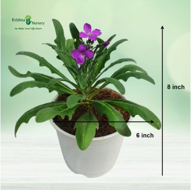 Hoary Stock Plant - Purple Flower