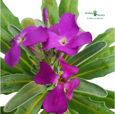 Hoary Stock Plant - Purple Flower - Winter Season Plants -  - hoary-stock-plant-purple-flower -   