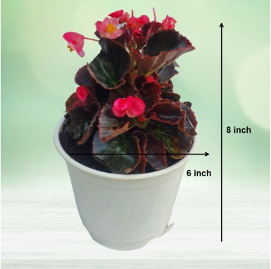Begonia Plant - Pink Flower - Winter Season Plants -  - begonia-plant-pink-flower -   