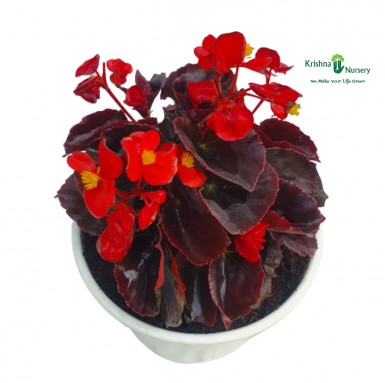 Begonia Plant - Red Flower