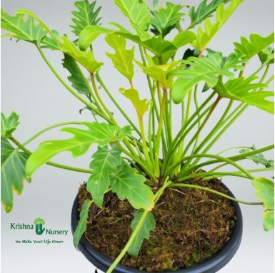 Golden Xanadu Plant - Indoor Plants -  - golden-xanadu-plant -   