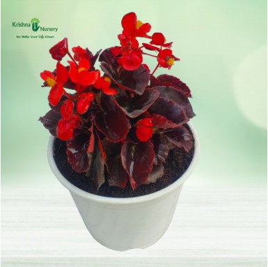 Begonia Plant - Red Flower - Winter Season Plants -  - begonia-plant-red-flower -   