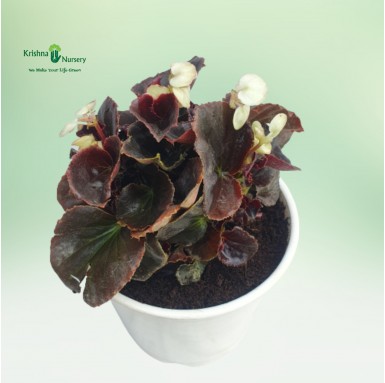 Begonia Plant - White Flower - Winter Season Plants -  - begonia-plant-white-flower -   