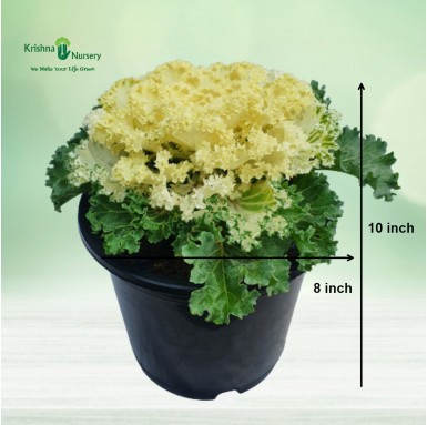 Ornamental Cabbage Plant (White Kale) - Home -  - ornamental-cabbage-plant-white-kale -   