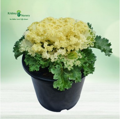Ornamental Cabbage Plant (White Kale)