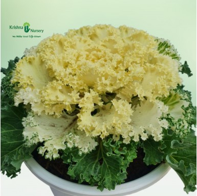 Ornamental Cabbage Plant (White Kale) - Home -  - ornamental-cabbage-plant-white-kale -   
