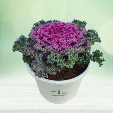 Ornamental Cabbage Plant (Purple Kale) - Winter Seasonal Plants -  - ornamental-cabbage-plant-purple-kale -   