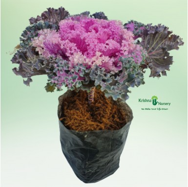Ornamental Cabbage Plant (Pink Kale) - Seasonal Plants -  - ornamental-cabbage-plant-pink-kale -   