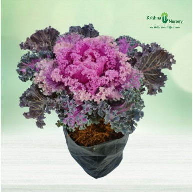 Ornamental Cabbage Plant (Pink Kale) - Seasonal Plants -  - ornamental-cabbage-plant-pink-kale -   