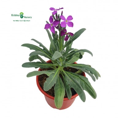 Hoary Stock Plant - Purple Flower - Winter Season Plants -  - hoary-stock-plant-purple-flower -   