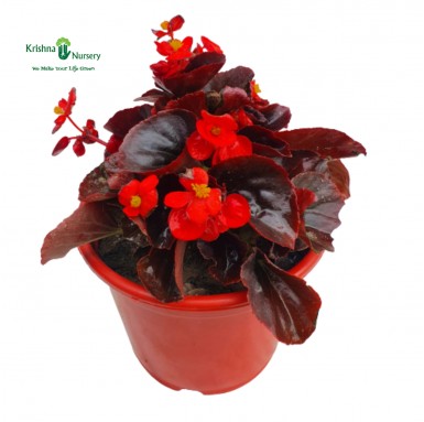 Begonia Plant - Red Flower - Winter Season Plants -  - begonia-plant-red-flower -   