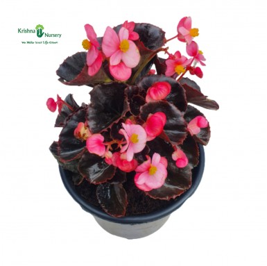 Begonia Plant - Pink Flower - Winter Season Plants -  - begonia-plant-pink-flower -   