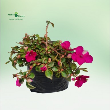 Impatiens Plant - Pink Flower - Winter Season Plants -  - impatiens-plant-pink-flower -   