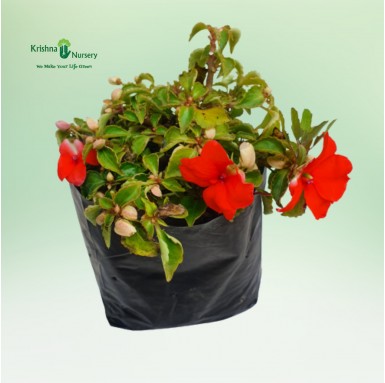 Impatiens Plant - Red Flower - Winter Season Plants -  - impatiens-plant-red-flower -   