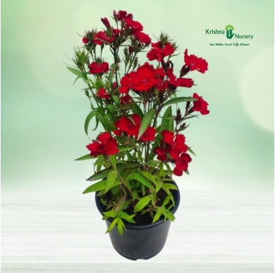 Wild Dianthus Plant - Winter Season Plants -  - wild-dianthus-plant -   