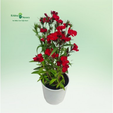 Wild Dianthus Plant - Winter Season Plants -  - wild-dianthus-plant -   