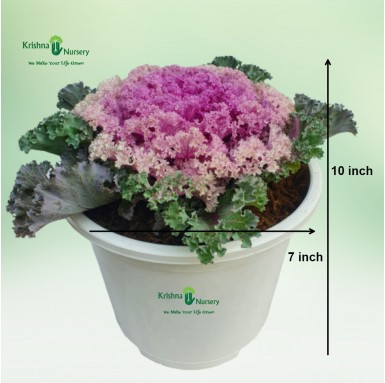 Ornamental Cabbage Plant (Pink Kale)
