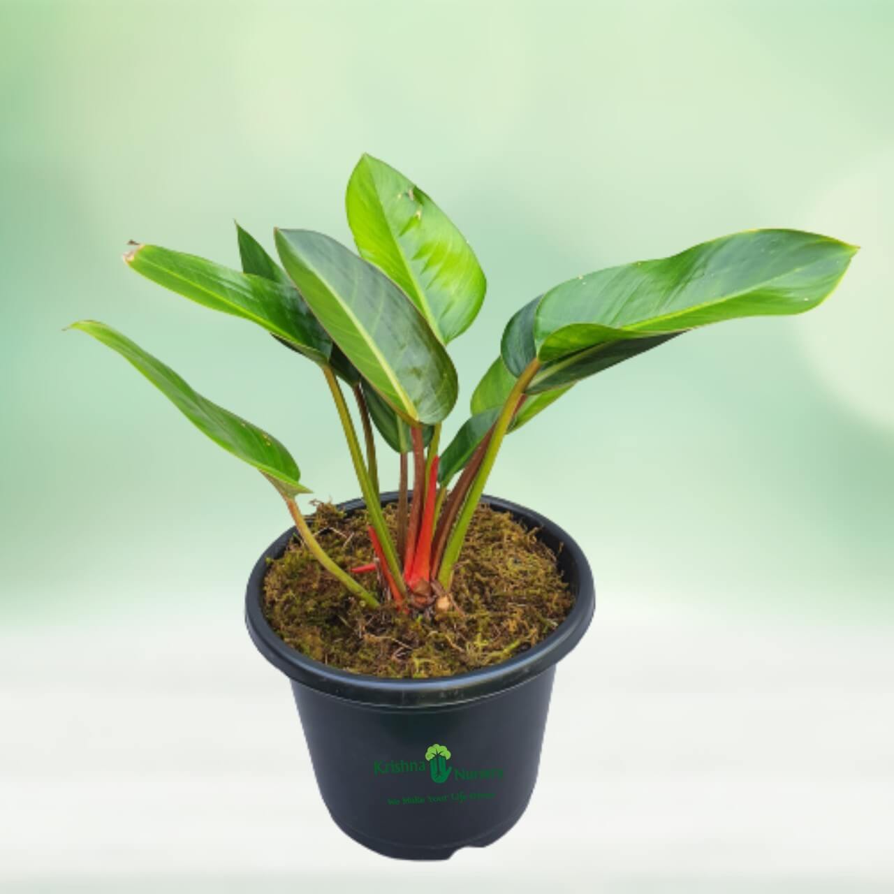 Philodendron Congo Plant - 10 Inch - Black Pot