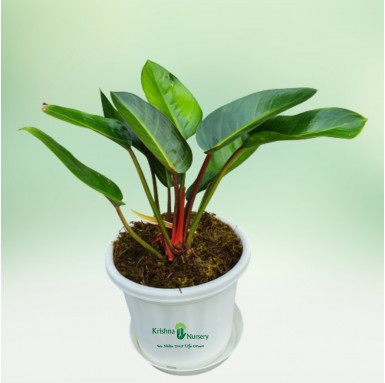 Philodendron Congo Plant - 10 Inch - White Pot