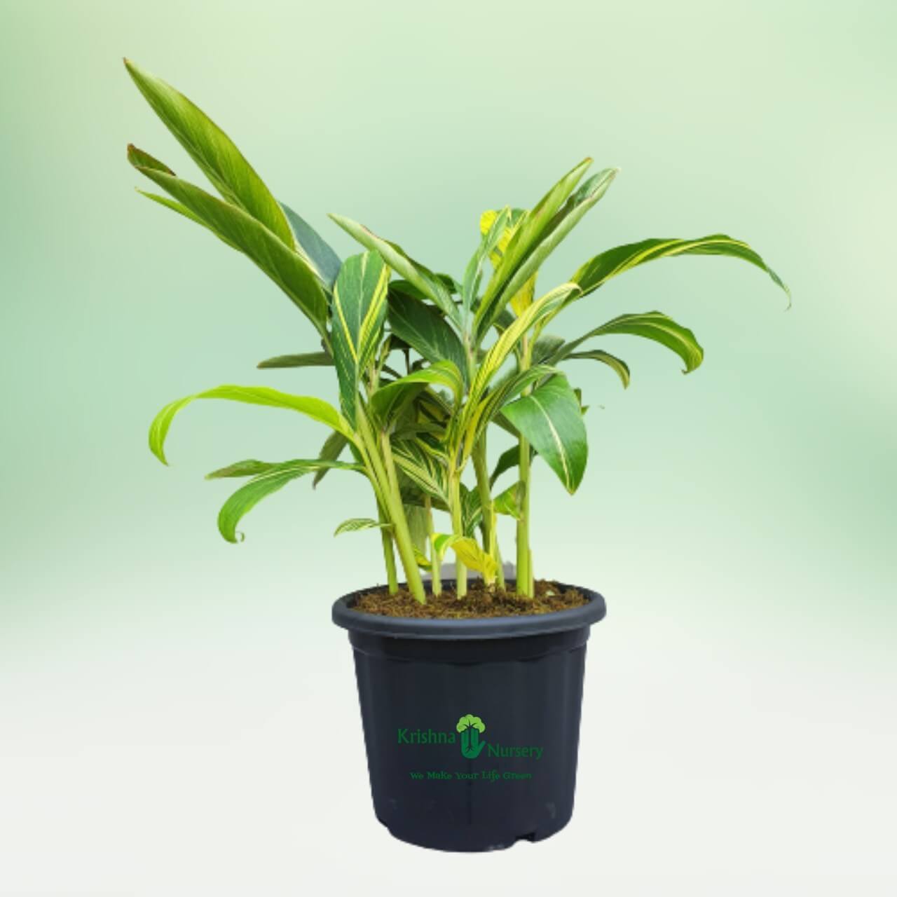 Alpinia Plant - Indoor Plants -  - alpinia-plant -   