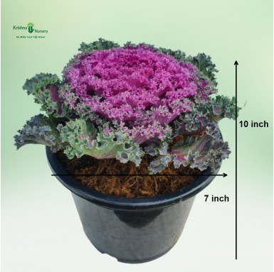 Ornamental Cabbage Plant (Purple Kale) - Winter Season Plants -  - ornamental-cabbage-plant-purple-kale -   
