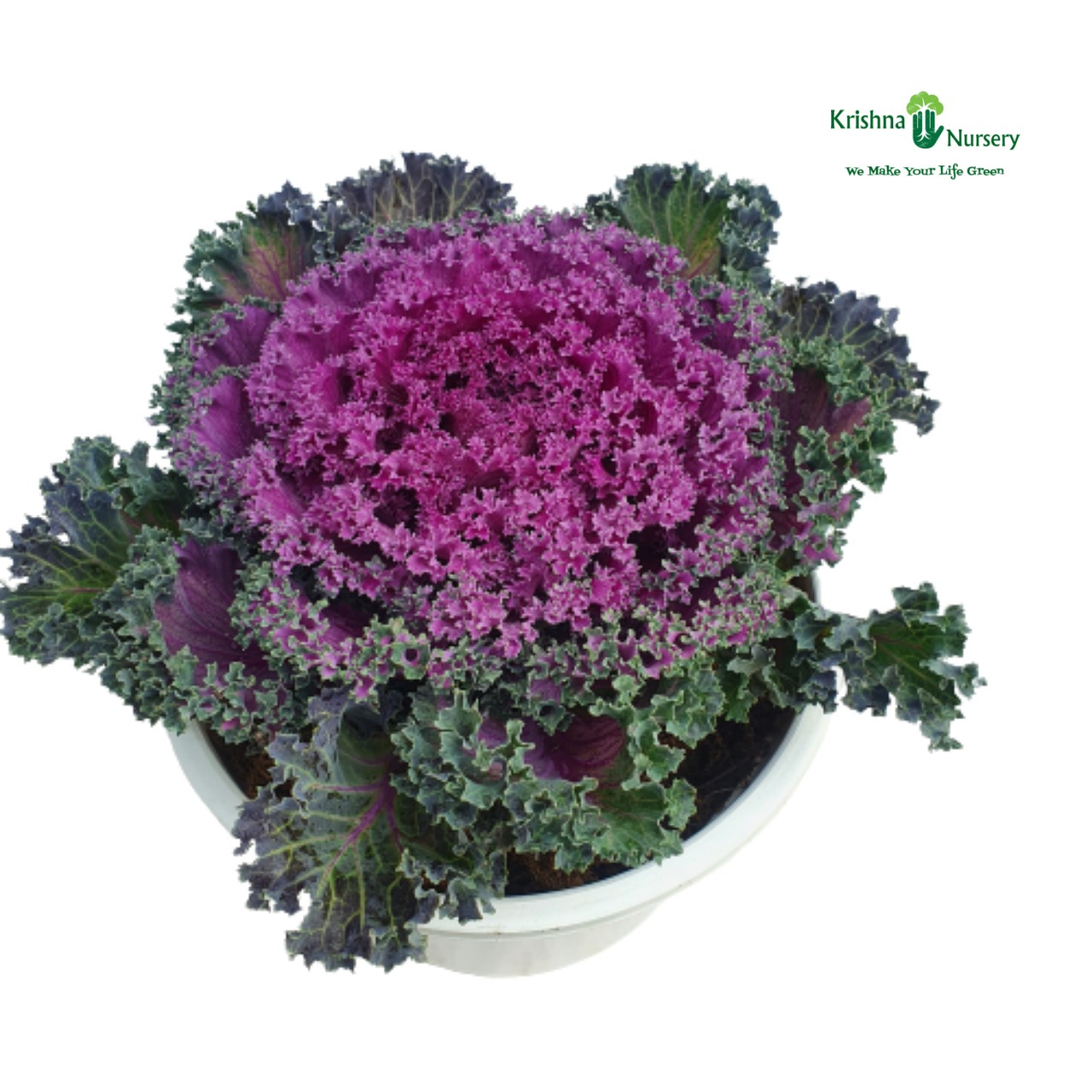 Ornamental Cabbage Plant (Purple Kale) - Winter Season Plants -  - ornamental-cabbage-plant-purple-kale -   