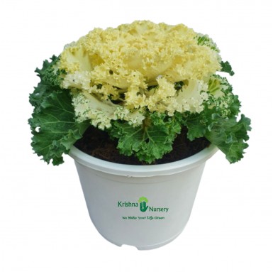 Ornamental Cabbage Plant (White Kale) - Winter Season Plants -  - ornamental-cabbage-plant-white-kale -   