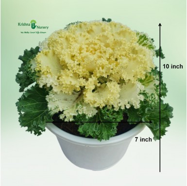 Ornamental Cabbage Plant (White Kale) - Winter Season Plants -  - ornamental-cabbage-plant-white-kale -   