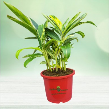 Alpinia Plant