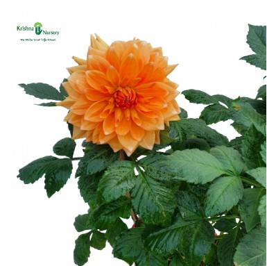 Dahlia Plant - Orange Flower - Winter Seasonal Plants -  - dahlia-plant-orange-flower -   