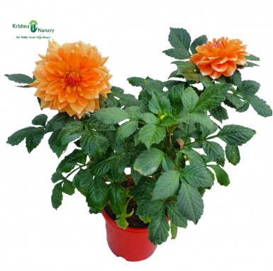 Dahlia Plant - Orange Flower - Winter Seasonal Plants -  - dahlia-plant-orange-flower -   