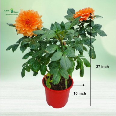 Dahlia Flower Plant (Any Color) - Winter Season Plants -  - dahlia-flower-plant-any-color -   