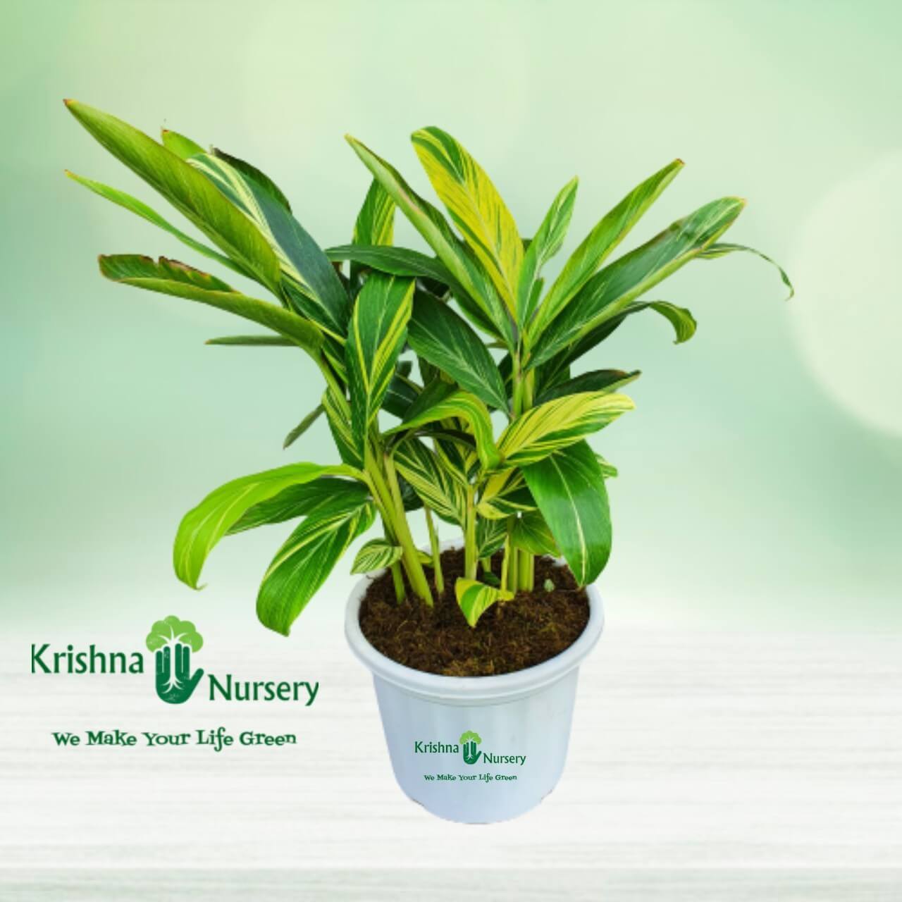 Alpinia Plant - 12 Inch - White Pot