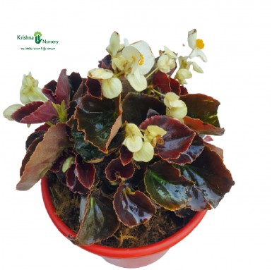 Begonia Plant - White Flower - Winter Season Plants -  - begonia-plant-white-flower -   