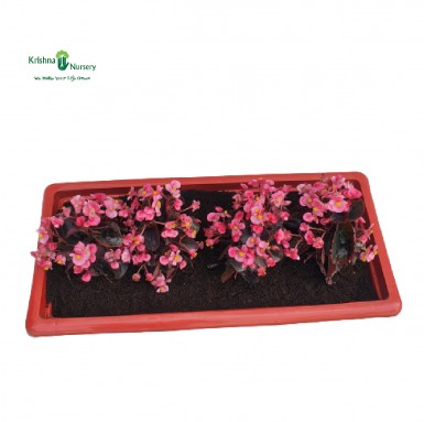 Begonia Pink Flower Plant Tray - Winter Season Plants -  - begonia-pink-flower-plant-tray -   