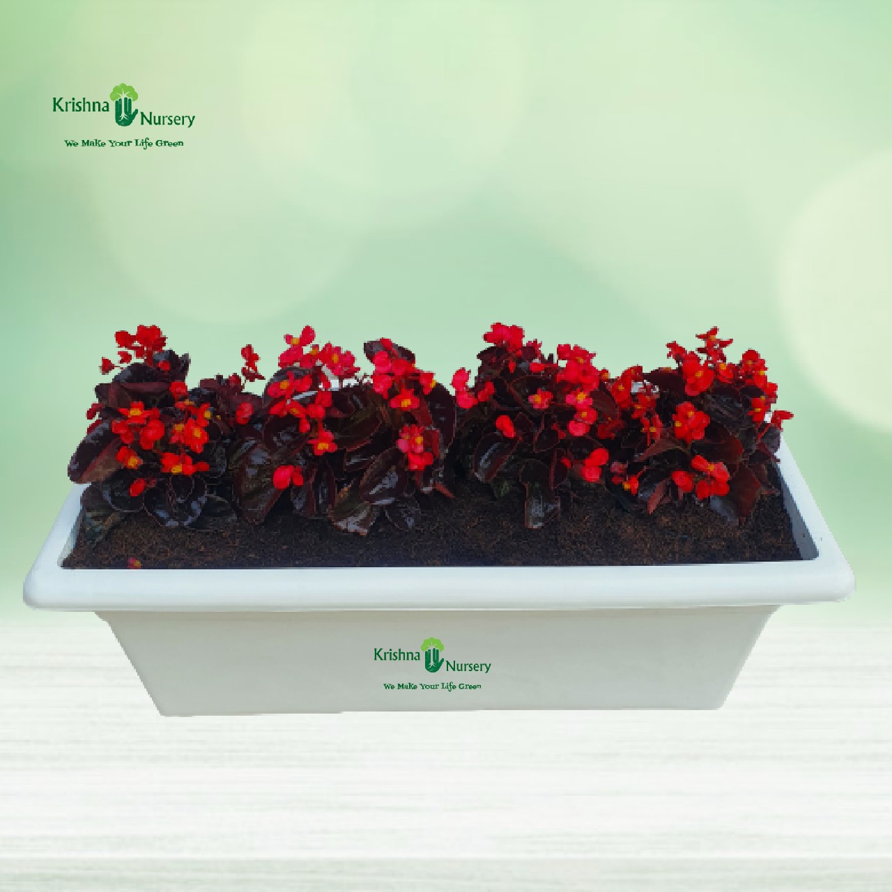 Begonia Red Flower Plant Tray - Winter Season Plants -  - begonia-red-flower-plant-with-tray -   