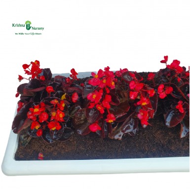 Begonia Red Flower Plant Tray - Winter Season Plants -  - begonia-red-flower-plant-with-tray -   