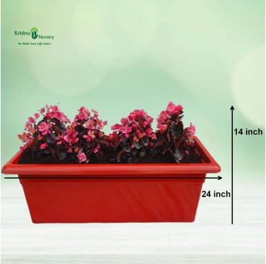 Begonia Pink Flower Plant Tray - Winter Season Plants -  - begonia-pink-flower-plant-tray -   