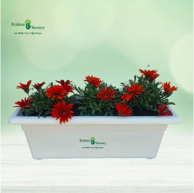 Gazania Flower Plant Tray (Any Color) - Winter Season Plants -  - gazania-flower-plant-tray-any-color -   