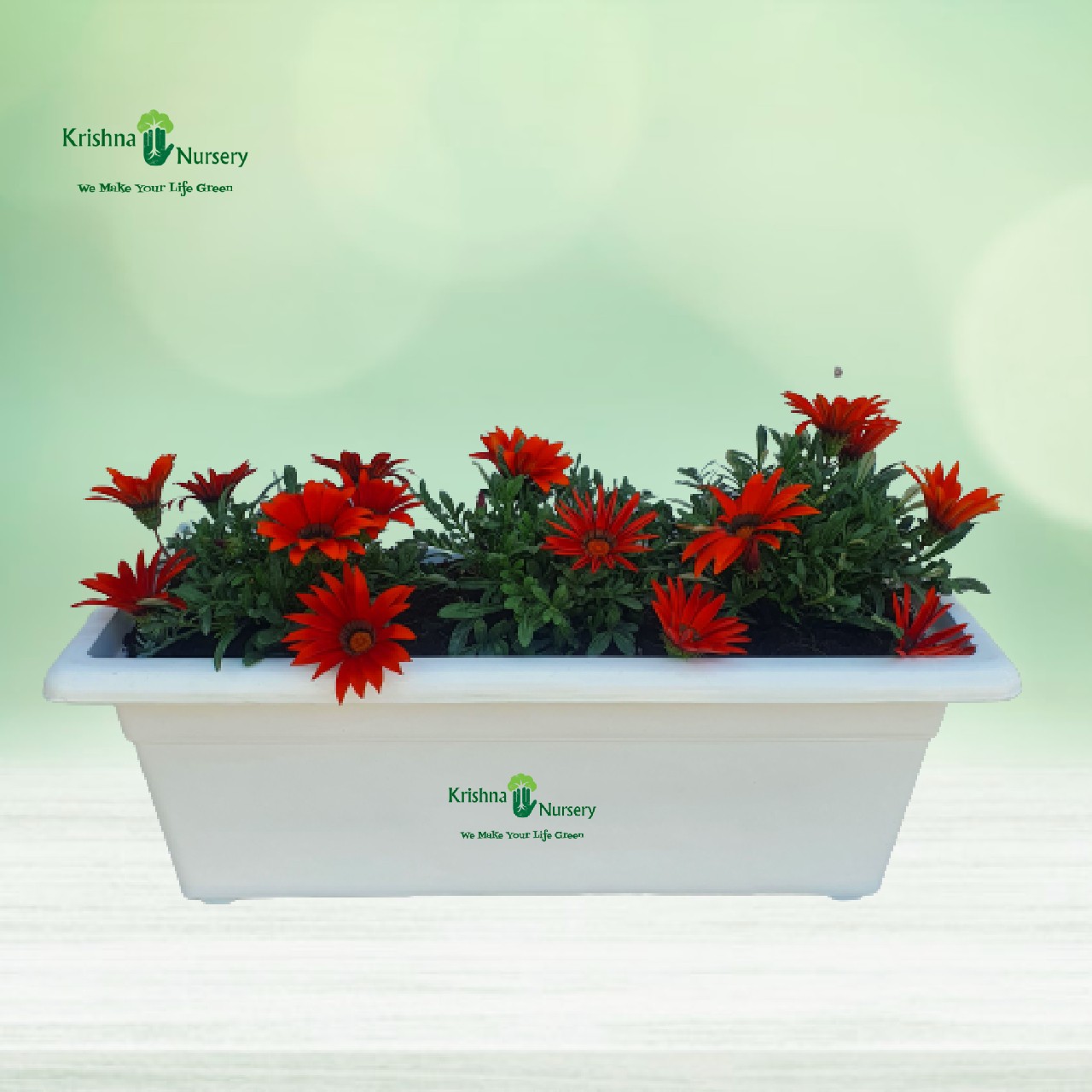 Gazania Flower Plant Tray (Any Color) - Winter Season Plants -  - gazania-flower-plant-tray-any-color -   