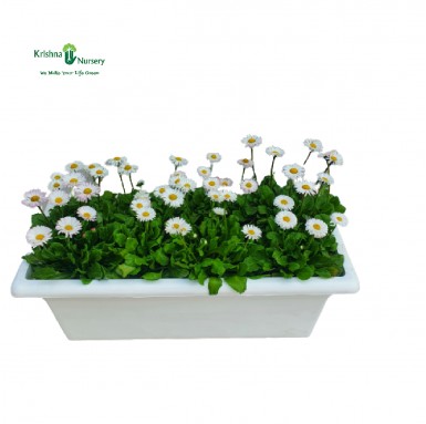 Bellis White Flower Plant Tray (Daisy) - Winter Season Plants -  - bellis-white-flower-plant-tray-daisy -   