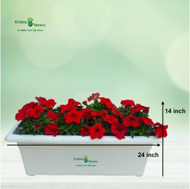Petunia Flower Plant with Tray (Any Color) - Winter Season Plants -  - petunia-flower-plant-with-tray-any-color -   