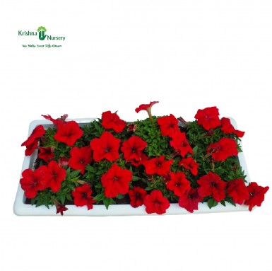 Petunia Flower Plant with Tray (Any Color) - Winter Season Plants -  - petunia-flower-plant-with-tray-any-color -   