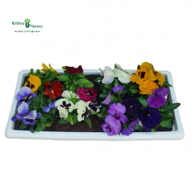Colorful Pansy Flower Plant Tray - Winter Season Plants -  - colorful-pansy-flower-plant-tray -   