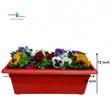 Colorful Pansy Flower Plant Tray - Winter Season Plants -  - colorful-pansy-flower-plant-tray -   
