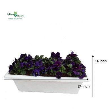 Purple Pansy Plant Tray - Winter Season Plants -  - purple-pansy-plant-tray -   