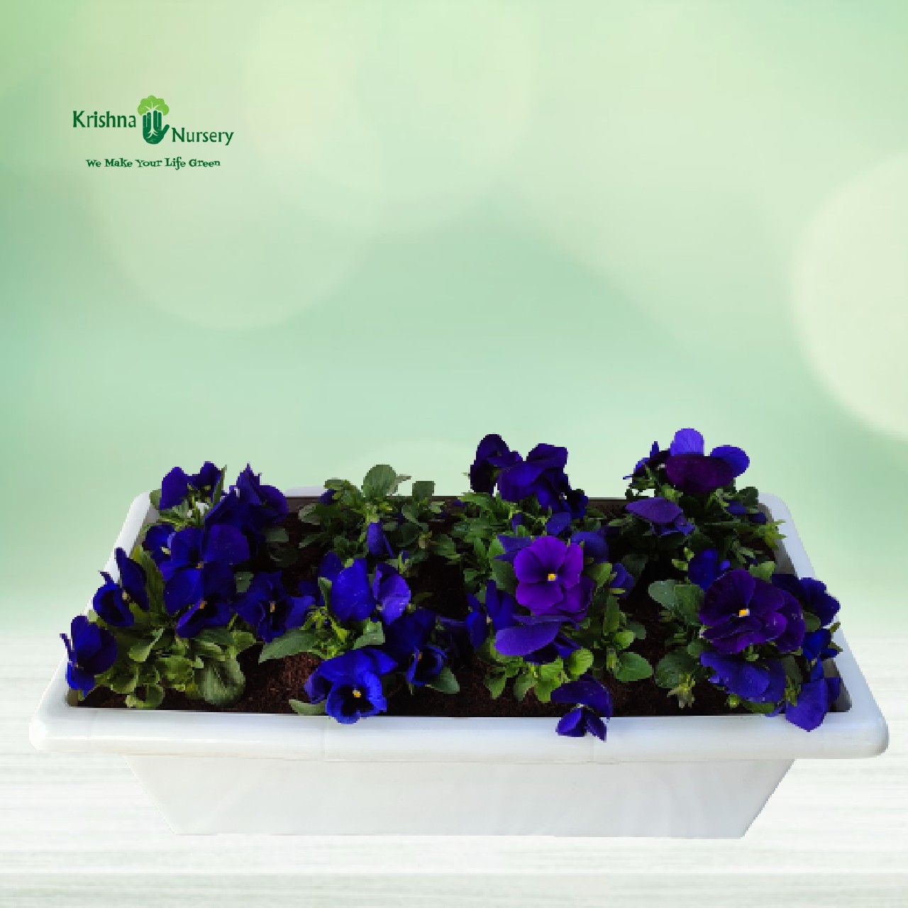 Purple Pansy Plant Tray - Winter Season Plants -  - purple-pansy-plant-tray -   