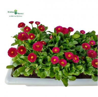 Bellis Red Flower Plant Tray (Daisy) - Winter Season Plants -  - bellis-red-flower-plant-tray-daisy -   